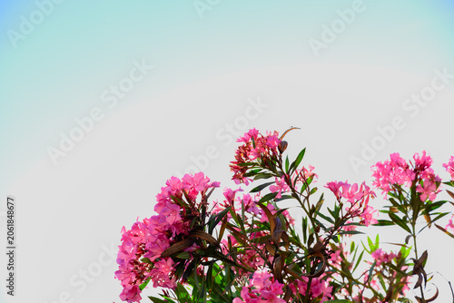 Fotografi Pink oleander flowers blooming bright sky background