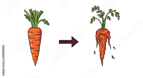 Illustration showing the transformation of a fresh bright orange carrot into a dry withered and decaying version.