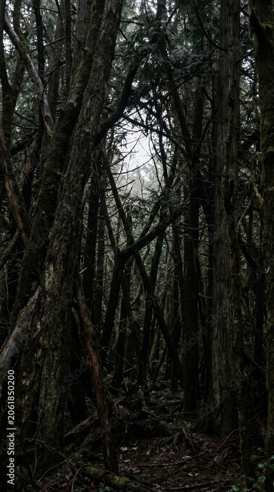 Fototapeta premium Entangled tree trunks in a dark, mysterious forest setting.