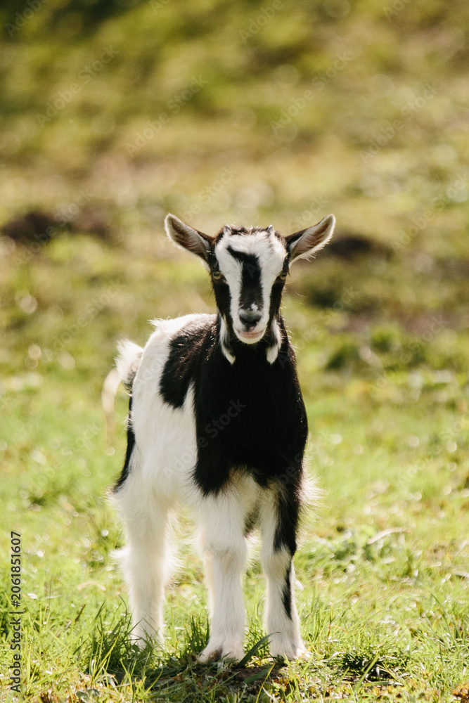 Fototapeta premium Goat kid standing outdoors on green farm pasture