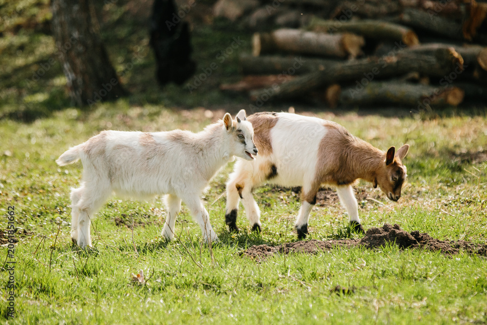 Fototapeta premium Two young goats grazing on green grass
