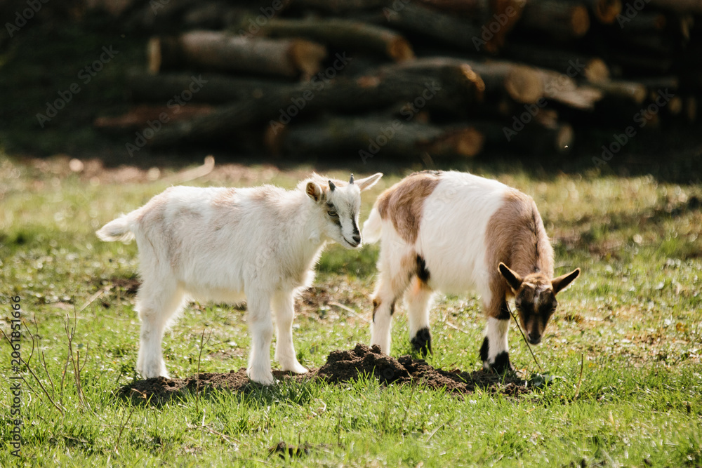 Fototapeta premium Two young goats grazing green grass on rural farm