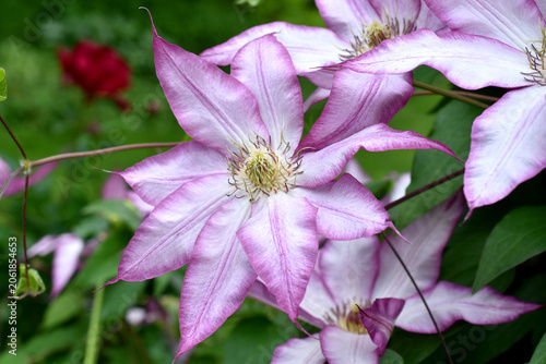 Beautiful white and purple clematis flower