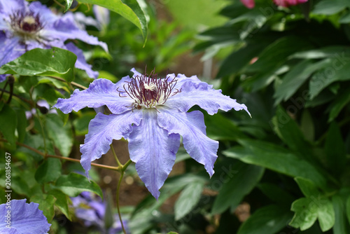 Beautiful lavender color clematis flower