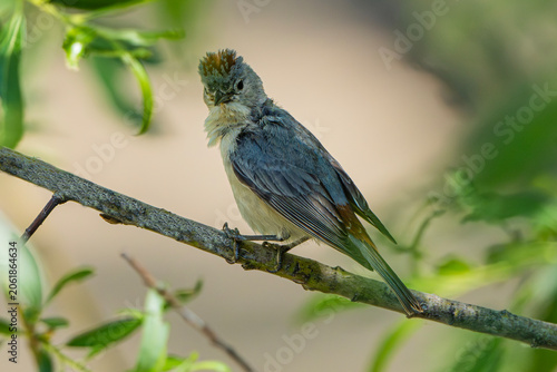 Lucy's Warbler (Leiothlypis luciae), Perched, and Posing for the Camera