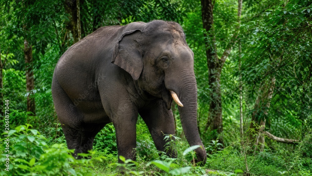 Fototapeta premium Adult Asian elephant with a small tusk walking through dense green tropical forest vegetation