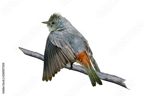 Lucy's Warbler (Leiothlypis luciae), Taking Off, Over a Transparent, Isolated PNG Background