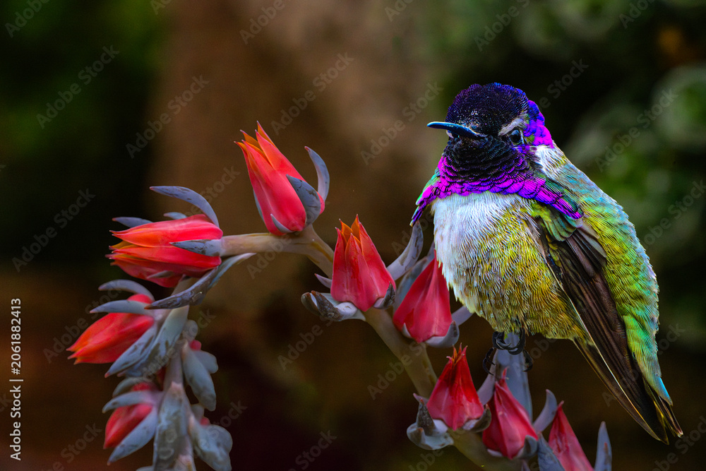 Obraz premium Costa's Hummingbird (Calypte costae) Perched on Peacock echeveria (Echeveria peacocckii) Blooms Showing His Colors