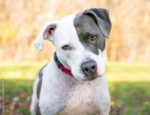Εκτύπωση καμβά A Pit Bull Terrier mixed breed dog listening with a head tilt