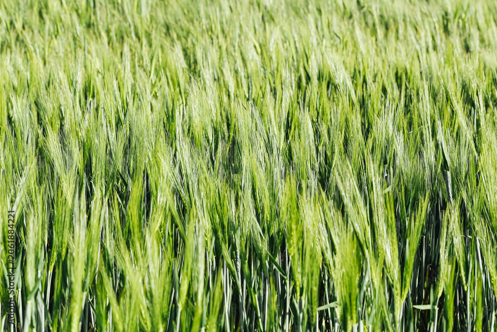 Fototapeta premium Green cereal field closeup in spring season. Fresh agricultural crop growing in farmland. Natural farming background with dense grain plants. Rural landscape and food production concept.