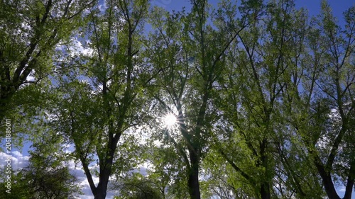 Sunlight beaming through large cottonwood trees in time lapse video.