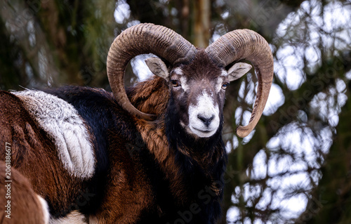Foto Adult Mountain Ram With Big Horns Stands Against Trees In The Forest