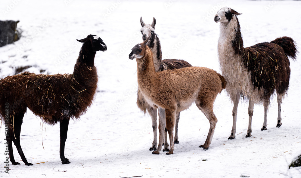Fototapeta premium Adorable Lamas And Alpacas On Snow At The Zoo In Winter