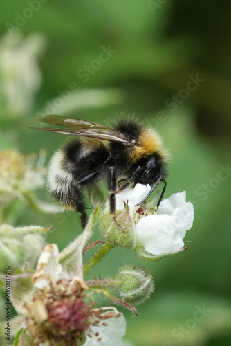 Closeup on a Forest or, four-coloured cuckoo bumblebee, Bombus sylvestris feeding on white rubus flower