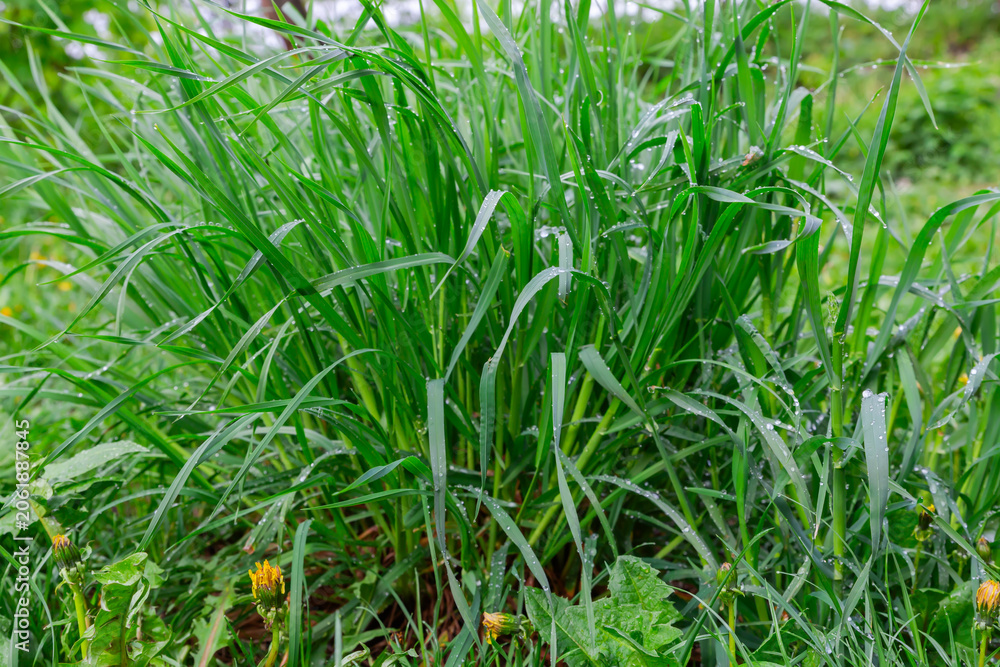 Fototapeta premium High grass covered with dew at overcast morning, bottom view
