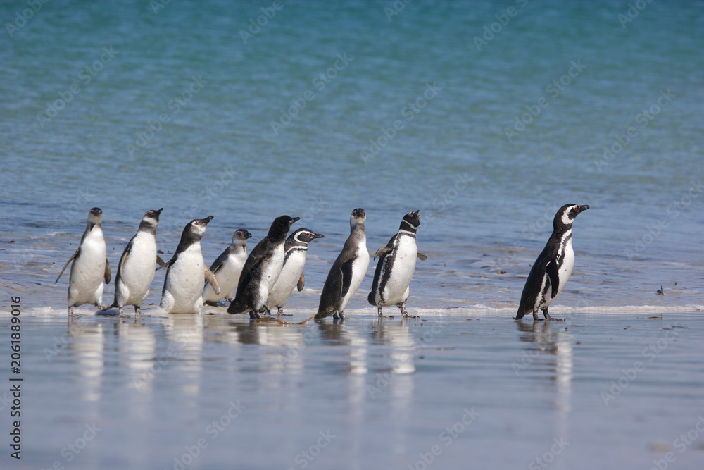 Fototapeta premium Magellanic penguins on a beach in the Falkland Islands