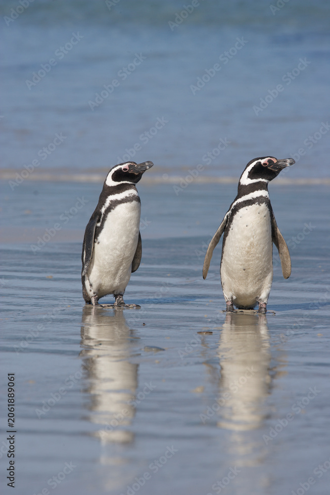 Fototapeta premium Magellanic penguins on a beach in the Falkland Islands