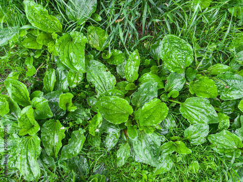 Obraz na plátně Wet broadleaf plantain bushes among grass during rain, top view