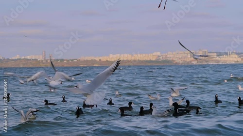 Slow motion: seagulls are flying over the surface of the sea water and hovering in search of food. Freedom, feeding, wildlife and nature concept