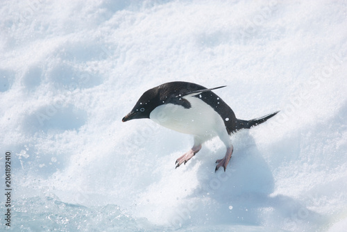 Obraz na plátně Lone Adelie penguin standing on an iceberg near Antarctica