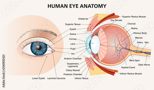 Φωτογραφία Human eye anatomy infographic diagram showing cross section structure and external view