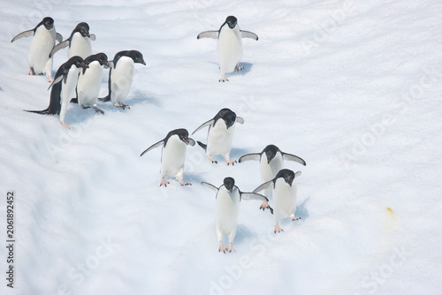 Foto Adelie penguins come down the face of an iceberg off the coast of Antartica