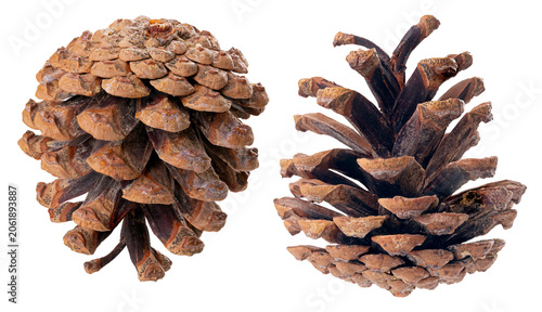 A dry pine cone on an isolated background shown in two perspectives.