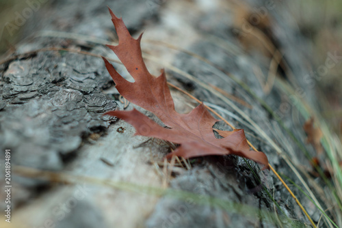 Obraz na plátně One fallen brown oak leaf rests on rough grey bark of fallen log, pine needles scattered around