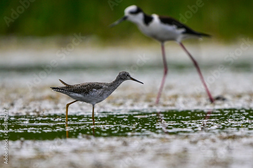 Lesser yellowlegs plover, wading waters of a lagoon, La Pampa, Patagonia, Argentina