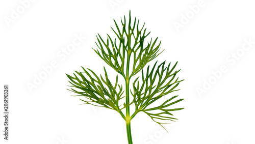 Green dill herb sprig with delicate feathery leaves, isolated on transparent background
