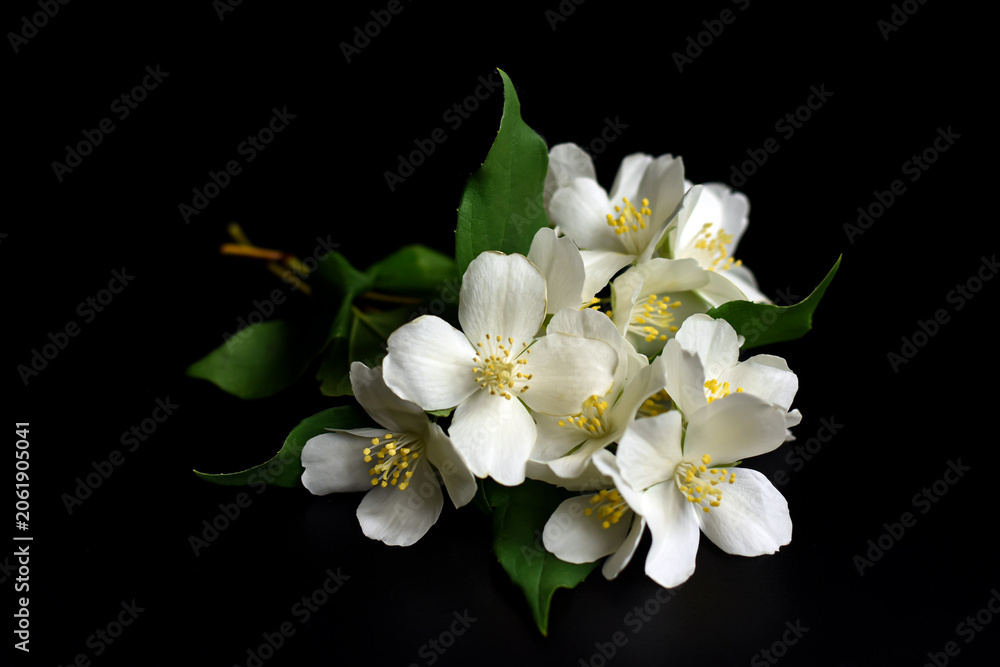 Fototapeta premium White jasmine flowers with green leaves on black background.Branch of white blooming jasmine isolated on black. Summer, spring, floral bakground.