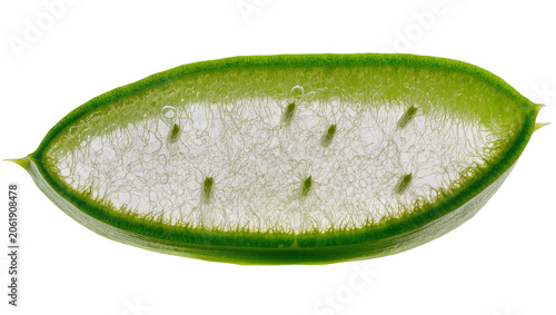 Photos Translucent aloe vera slice with green rind, isolated on transparent background