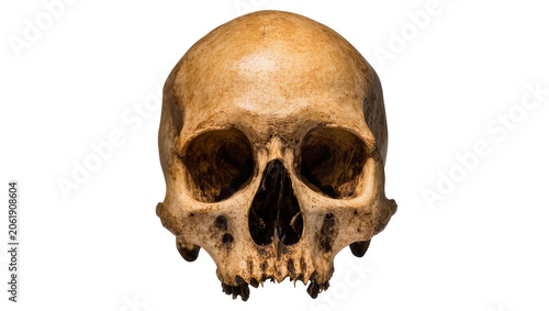 Quadro su tela Weathered human skull with empty eye sockets, isolated on transparent background