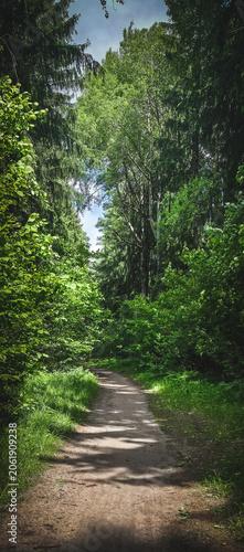 Pathway through lush green forest with tall trees and sunlight
