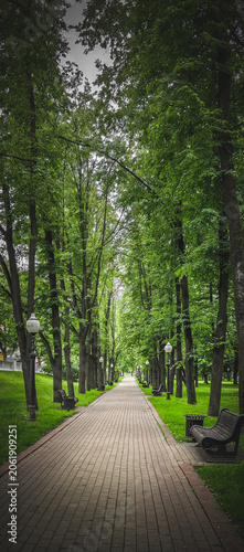 Tree-lined pathway with benches and street lamps in urban park