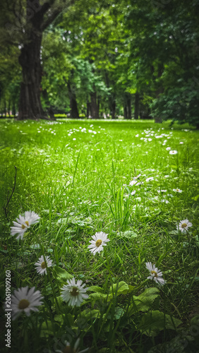 Close-up view of daisies blooming in a lush green park landscape