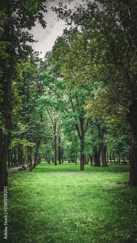Lush green park with tall trees and grassy pathway in serene landscape