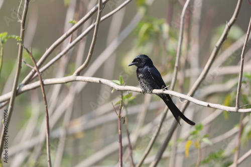 Canvas Print The black drongo (Dicrurus macrocercus albirictus) is a small Asian passerine bird of the drongo family Dicruridae