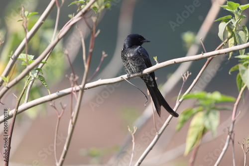 Fotografie The black drongo (Dicrurus macrocercus albirictus) is a small Asian passerine bird of the drongo family Dicruridae