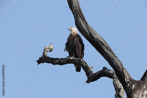 Photography Pallas's fish eagle (Haliaeetus leucoryphus), also known as Pallas's sea eagle or band-tailed fish eagle, is a large, brownish sea eagle