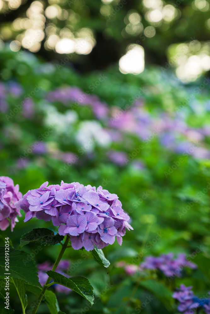 Fototapeta premium 権現堂公園の満開のあじさい