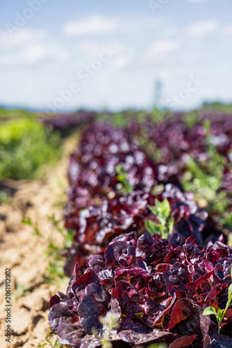 Close-up view of red leaf lettuce growing in cultivated agricultural rows. Fresh organic vegetables in a farm field under natural sunlight with shallow depth of field and selective focus. Concept of s