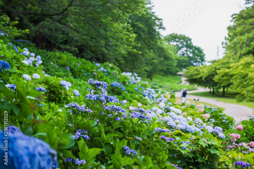 権現堂公園に咲く紫陽花