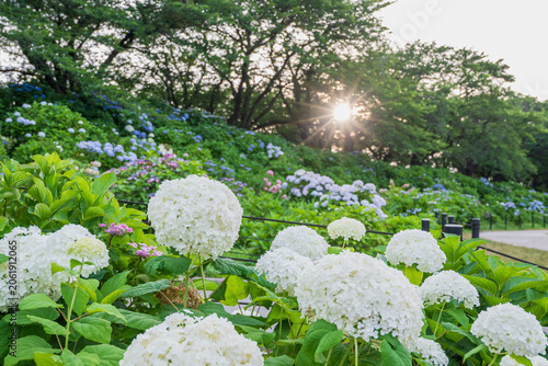 権現堂公園のアナベルと夕日の光芒