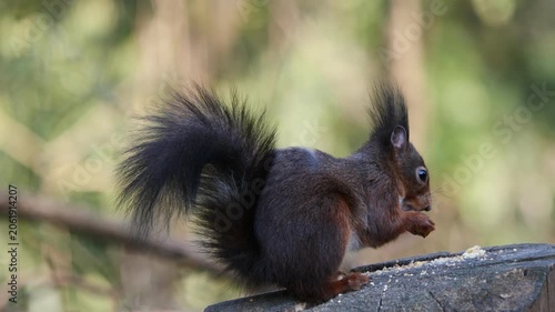 Nahaufnahme eines eurasischen Eichhörnchens an einer Futterstelle, Seitenaufnahme