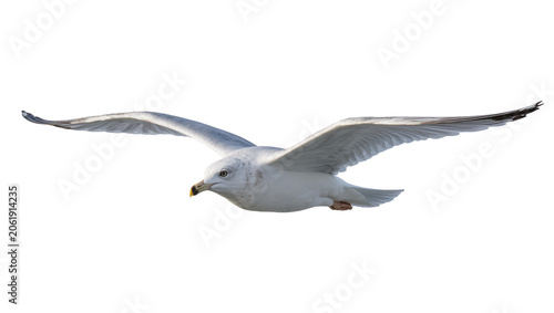 White seagull with spread wings in flight, isolated on transparent background