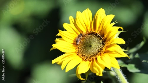 Nahaufnahme einer Biene auf einer blühenden Sonnenblume