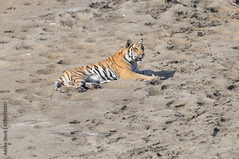 Fototapeta premium Bengal tiger is a population of the Panthera tigris tigris subspecies. It ranks among the largest of wild cats. It is distributed from India, southern Nepal, Bangladesh, Bhutan to Southwestern China.