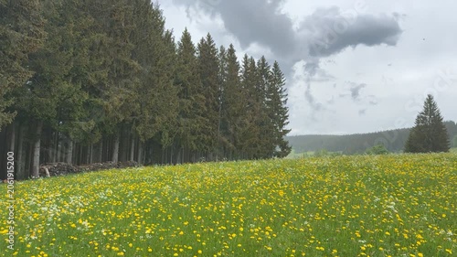Wide view of a blooming meadow covered with yellow wildflowers in a peaceful countryside landscape with green fields and gentle hills.