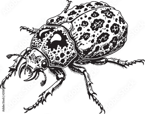 Obraz na płótnie Detailed linocut beetle with spotted pattern on a white background for natural s